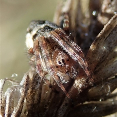 Araneinae (subfamily) (Orb weaver) at Cook, ACT - 9 Jun 2019 by CathB