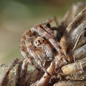 Araneinae (subfamily) at Cook, ACT - 9 Jun 2019 10:19 AM