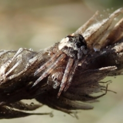 Araneinae (subfamily) at Cook, ACT - 9 Jun 2019 10:19 AM