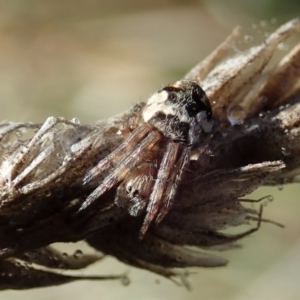 Araneinae (subfamily) at Cook, ACT - 9 Jun 2019