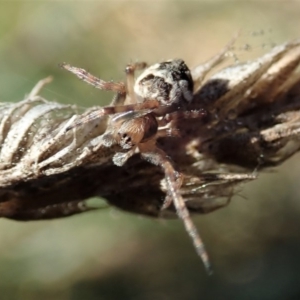 Araneinae (subfamily) at Cook, ACT - 9 Jun 2019 10:19 AM