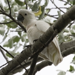 Cacatua galerita (Sulphur-crested Cockatoo) at Michelago, NSW - 30 Dec 2018 by Illilanga