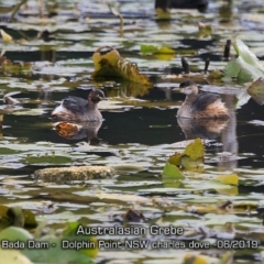 Tachybaptus novaehollandiae (Australasian Grebe) at Wairo Beach and Dolphin Point - 8 Jun 2019 by CharlesDove
