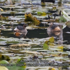 Tachybaptus novaehollandiae (Australasian Grebe) at Wairo Beach and Dolphin Point - 7 Jun 2019 by Charles Dove