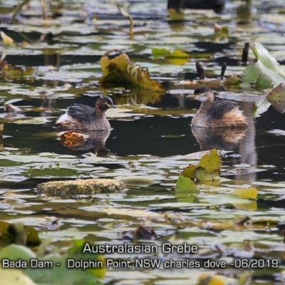 Tachybaptus novaehollandiae (Australasian Grebe) at Wairo Beach and Dolphin Point - 8 Jun 2019 by CharlesDove