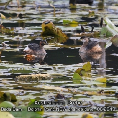 Tachybaptus novaehollandiae (Australasian Grebe) at Burrill Lake, NSW - 7 Jun 2019 by Charles Dove