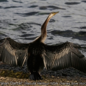 Anhinga novaehollandiae at Ulladulla, NSW - 3 Jun 2019