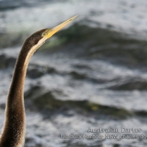 Anhinga novaehollandiae at Ulladulla, NSW - 3 Jun 2019