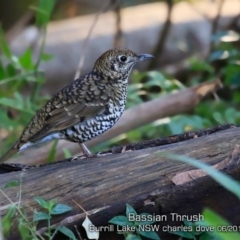 Zoothera lunulata (Bassian Thrush) at Burrill Lake, NSW - 3 Jun 2019 by CharlesDove