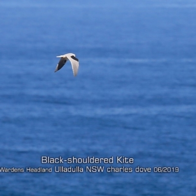Elanus axillaris (Black-shouldered Kite) at Coomee Nulunga Cultural Walking Track - 2 Jun 2019 by Charles Dove