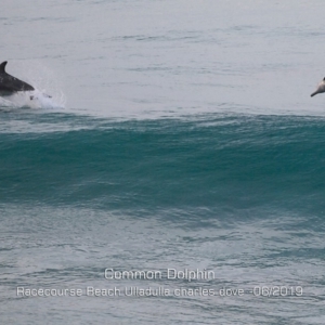 Delphinus delphis at Ulladulla, NSW - 8 Jun 2019