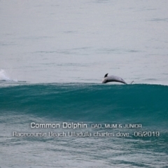 Delphinus delphis at Ulladulla, NSW - 8 Jun 2019