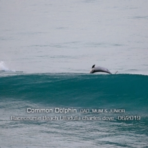 Delphinus delphis at Ulladulla, NSW - 8 Jun 2019 12:00 AM