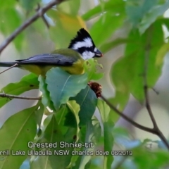 Falcunculus frontatus (Eastern Shrike-tit) at Burrill Lake, NSW - 3 Jun 2019 by CharlesDove