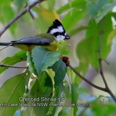 Falcunculus frontatus (Eastern Shrike-tit) at Meroo National Park - 2 Jun 2019 by CharlesDove