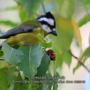 Falcunculus frontatus at Burrill Lake, NSW - 3 Jun 2019 12:00 AM