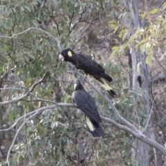 Zanda funerea at Michelago, NSW - 22 Sep 2018