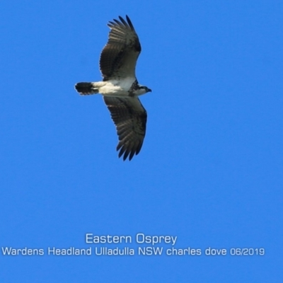 Pandion haliaetus (Osprey) at Coomee Nulunga Cultural Walking Track - 2 Jun 2019 by Charles Dove