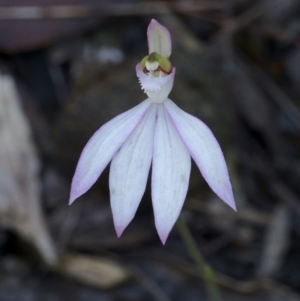 Caladenia picta at Undefined, NSW - 7 Jun 2019