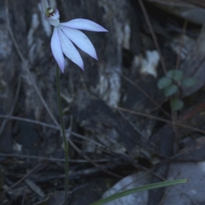 Caladenia picta at Undefined, NSW - suppressed