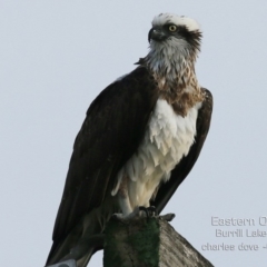 Pandion haliaetus (Osprey) at Burrill Lake, NSW - 8 Jun 2019 by CharlesDove