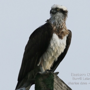 Pandion haliaetus at Burrill Lake, NSW - suppressed