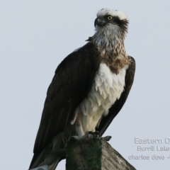 Pandion haliaetus (Osprey) at Burrill Lake, NSW - 7 Jun 2019 by Charles Dove