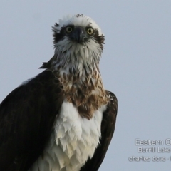 Pandion haliaetus at Burrill Lake, NSW - suppressed