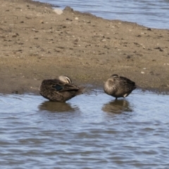 Anas superciliosa (Pacific Black Duck) at Michelago, NSW - 11 May 2019 by Illilanga