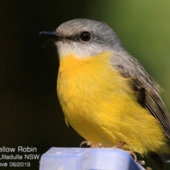 Eopsaltria australis (Eastern Yellow Robin) at Ulladulla - Millards Creek - 1 Jun 2019 by CharlesDove