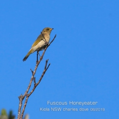 Ptilotula fusca (Fuscous Honeyeater) at Murramarang National Park - 7 Jun 2019 by CharlesDove