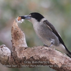 Cracticus torquatus (Grey Butcherbird) at Wairo Beach and Dolphin Point - 7 Jun 2019 by CharlesDove