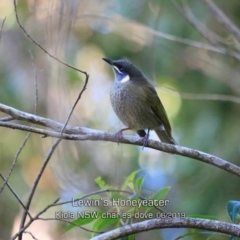Meliphaga lewinii (Lewin's Honeyeater) at Kioloa, NSW - 7 Jun 2019 by CharlesDove