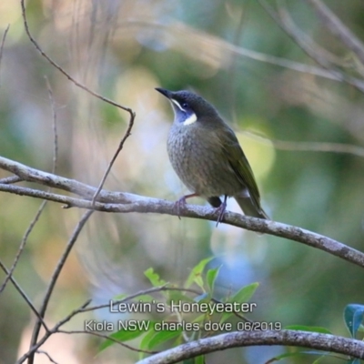 Meliphaga lewinii (Lewin's Honeyeater) at Kioloa, NSW - 7 Jun 2019 by CharlesDove