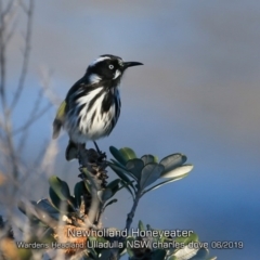 Phylidonyris novaehollandiae (New Holland Honeyeater) at Ulladulla - Warden Head Bushcare - 6 Jun 2019 by CharlesDove