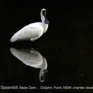 Platalea regia at Burrill Lake, NSW - 7 Jun 2019