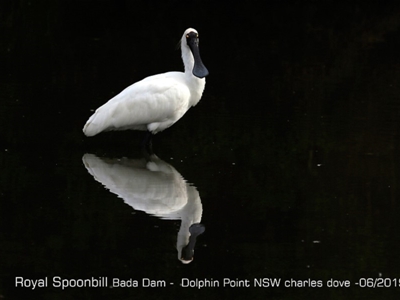 Platalea regia (Royal Spoonbill) at Burrill Lake, NSW - 6 Jun 2019 by CharlesDove