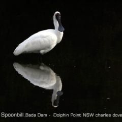 Platalea regia (Royal Spoonbill) at Wairo Beach and Dolphin Point - 6 Jun 2019 by Charles Dove