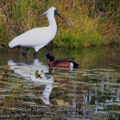 Platalea regia at Burrill Lake, NSW - 7 Jun 2019