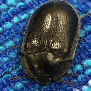 Pterohelaeus striatopunctatus at Monash, ACT - 16 Mar 2019