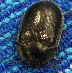 Pterohelaeus striatopunctatus (Darkling beetle) at Monash, ACT - 16 Mar 2019 by jackQ