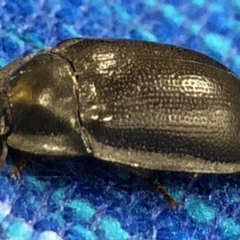 Pterohelaeus striatopunctatus at Monash, ACT - 16 Mar 2019