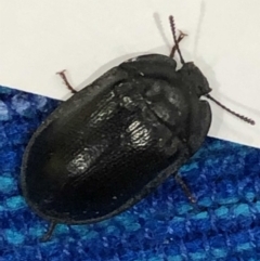 Pterohelaeus striatopunctatus at Monash, ACT - 16 Mar 2019 08:43 PM