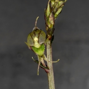 Acianthus fornicatus at Kianga, NSW - 10 Jun 2019