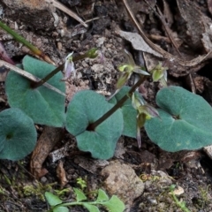 Acianthus fornicatus at Kianga, NSW - 10 Jun 2019