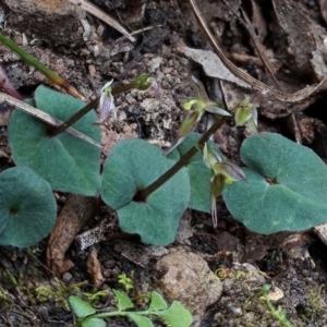 Acianthus fornicatus at Kianga, NSW - 10 Jun 2019