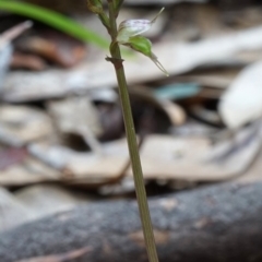 Acianthus fornicatus at Kianga, NSW - 10 Jun 2019