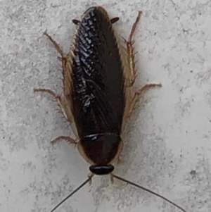 Ectobiidae (family) at Monash, ACT - 19 Mar 2019 05:42 PM