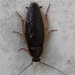 Ectobiidae sp. (family) (Cockroach) at Monash, ACT - 19 Mar 2019 by jackQ