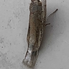 Ptochostola microphaeellus (A Crambid moth) at Monash, ACT - 19 Mar 2019 by jackQ